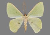 AZ26-0194V